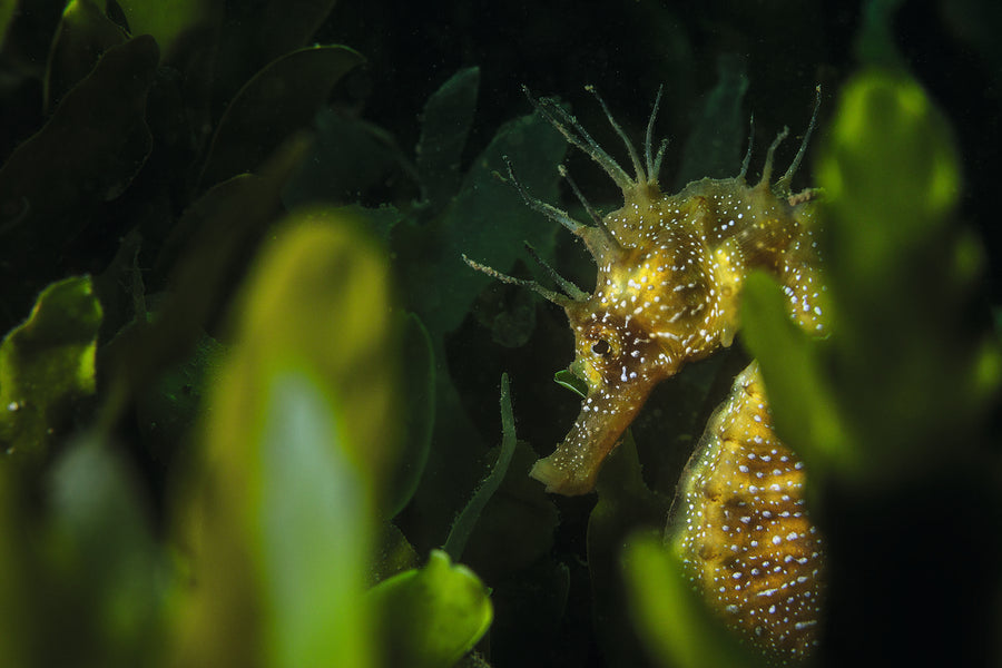 DID YOU KNOW THAT SEAHORSES CAN BE FOUND IN SINGAPORE'S WATERS?