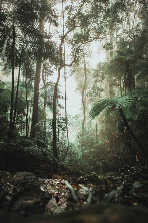 DID YOU KNOW THAT 80% OF THE FOODS IN THE WORLD TODAY, ORIGINATED FROM THE AMAZON RAINFOREST?