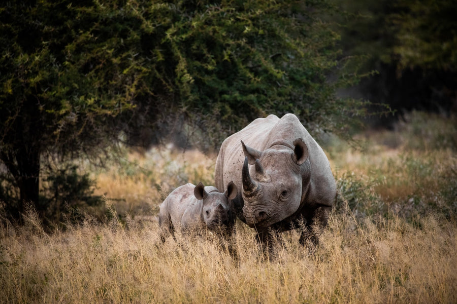 DID YOU KNOW WHY RHINOS CHARGE AT TRAINS?